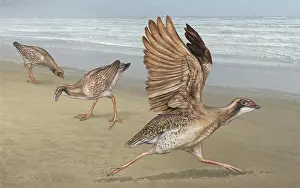 Photo Researchers: Asteriornis ancient bird, illustration