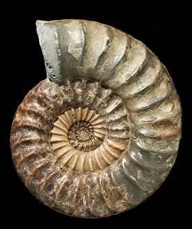 Cephalopoda: Asteroceras, fossil ammonite