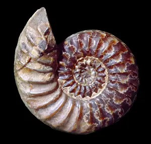Coil: Asteroceras obtusum, ammonite