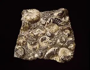 Coil: Asteroceras and promicroceras, ammonites