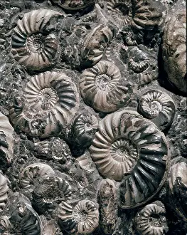 Coil: Asteroceras and Promicroceras, ammonites