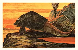 F. John: Asterolepis cornutus, extinct species of armour-plated fish