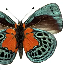 Brush Footed: Asterope leprieuri, butterfly