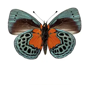 Footed: Asterope leprieuri, butterfly