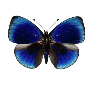 Footed: Asterope leprieuri, butterfly