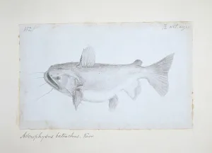 Catfish: Asterophysus batrachus, ogre catfish