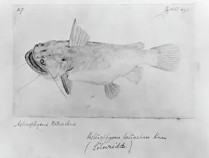 Catfish: Asterophysus batrachus, ogre catfish