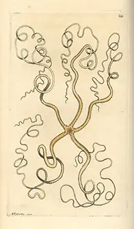 Asterias: Asteroschema oligactes