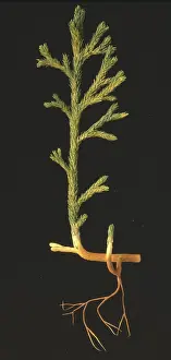 Asteroxylon: Asteroxylon mackiei, clubmoss