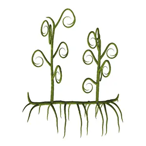 Twisted: Asteroxylon vascular plant from the Paleozoic Era