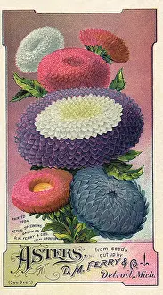 Adorn: Asters Seed Packet