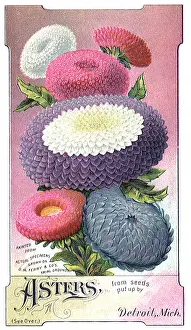 Blooms: Asters seed packet
