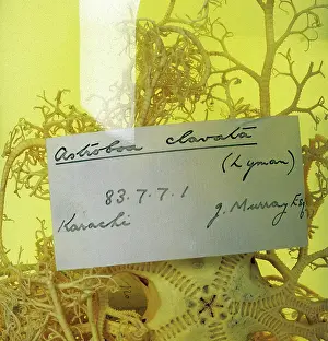 Clavata: Astroboa clavata, basketstar