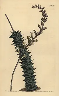 Succulent: Astroloba foliolosa