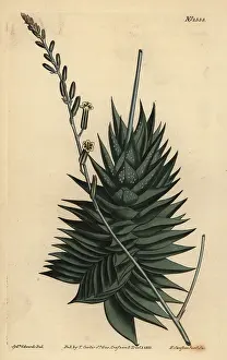 Pentagonal: Astroloba spiralis
