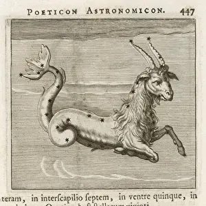 Capricorn: Astrology - Zodiac - Capricorn