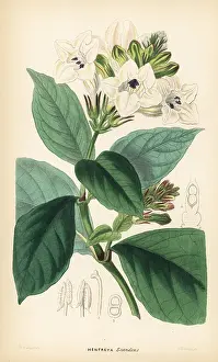 Scandens: Asystasia scandens