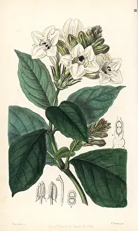 Scandens: Asystasia scandens