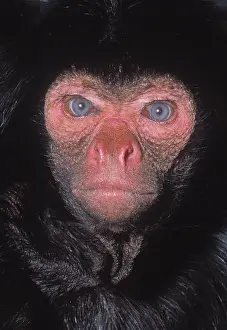 Eyespot: Ateles paniscus, black spider monkey