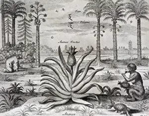 Studies: Athanasius Kircher (1601/1602'1680). German Jesuit scholar C