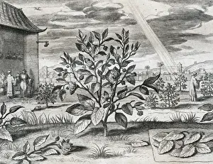 Studies: Athanasius Kircher (1601/1602'1680). German Jesuit scholar C