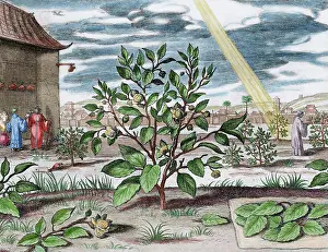Studies: Athanasius Kircher (1601/1602sA?i?1680). German Jesuit schol