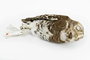 Forgery: Athene blewitti, forest owlet