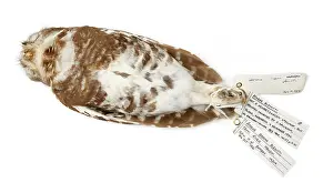 Davidson: Athene blewitti, forest owlet