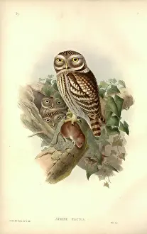 Strigiformes: Athene noctua, little owl