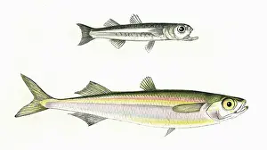 Larger: Atherina presbyter and Atherina boyeri