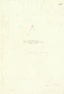 1754 1794: Atherinomorus lacunosus, hardyhead silverside