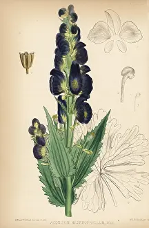Aconitum: Atis or atees, Aconitum heterophyllum