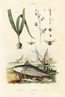 Du Casse: Atlantic bluefin tuna and belitia orchid