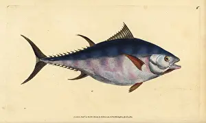 Scomber: Atlantic bluefin tuna, Thunnus thynnus (endangered)