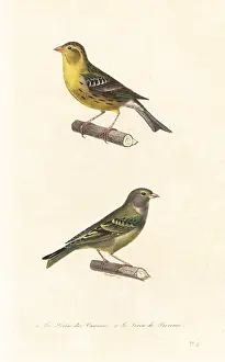 Steel Engraving: Atlantic canary and European serin