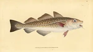 Gadus: Atlantic cod, Gadus morhua. Vulnerable