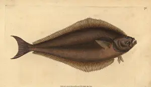 Halibut: Atlantic halibut, Hippoglossus hippoglossus. Endangered