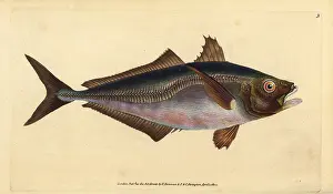Mackerel: Atlantic horse mackerel, Trachurus trachurus
