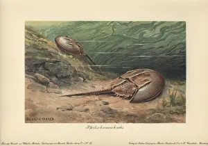 Polyphemus: The Atlantic horseshoe crab (Limulus polyphemus)