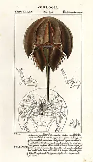 Polyphemus: Atlantic horseshoe crab, Limulus polyphemus