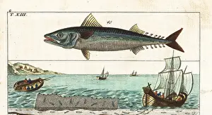 Scomber: Atlantic mackerel, and fishing methods with line and net
