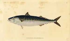 Scomber: Atlantic mackerel, Scomber scombrus