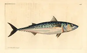 Naturalists: Atlantic mackerel, Scomber scombrus