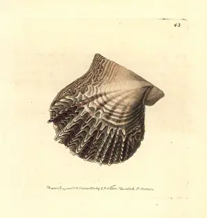 Elford: Atlantic pearl-oyster, Pinctada radiata