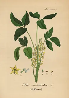 Rhus: Atlantic poison oak, Toxicodendron pubescens