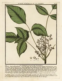 Colour Printing: Atlantic poison oak, Toxicodendron pubescens