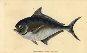Pomfret: Atlantic pomfret, Brama brama