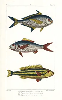 Oviparous: Atlantic pomfret, deep-bodied mojarra and
