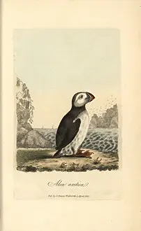 Arctica: Atlantic puffin, Alca arctica