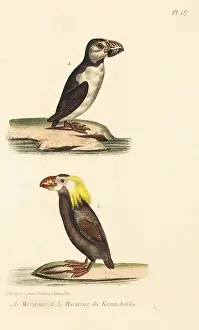 Tufted: Atlantic puffin and tufted puffin